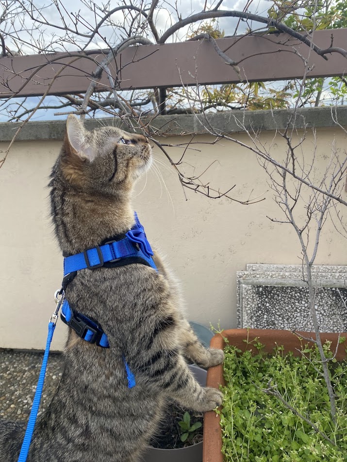 Toby sur la terrasse