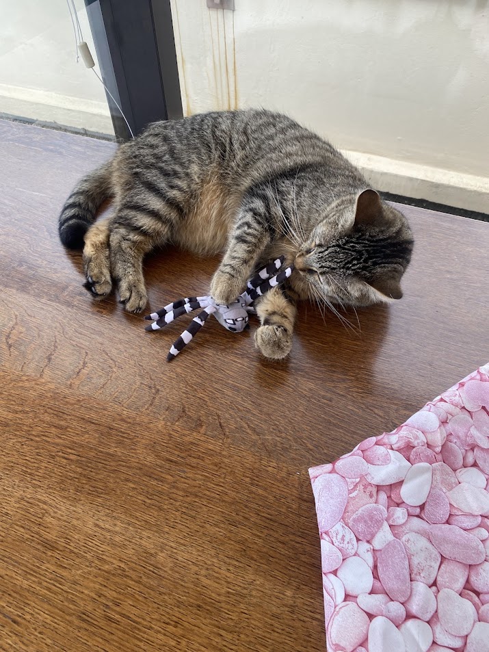 Toby avec sa peluche araignée