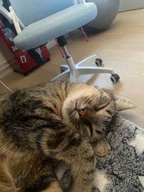 Toby qui dort sur son lit