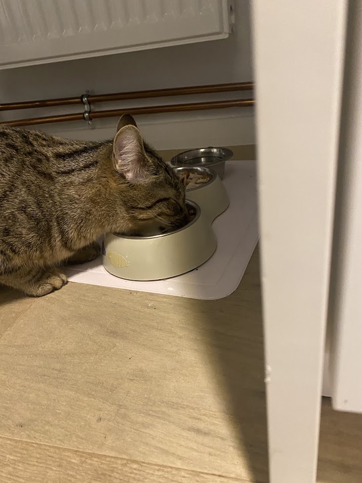 Toby qui mange ses croquettes les yeux fermés