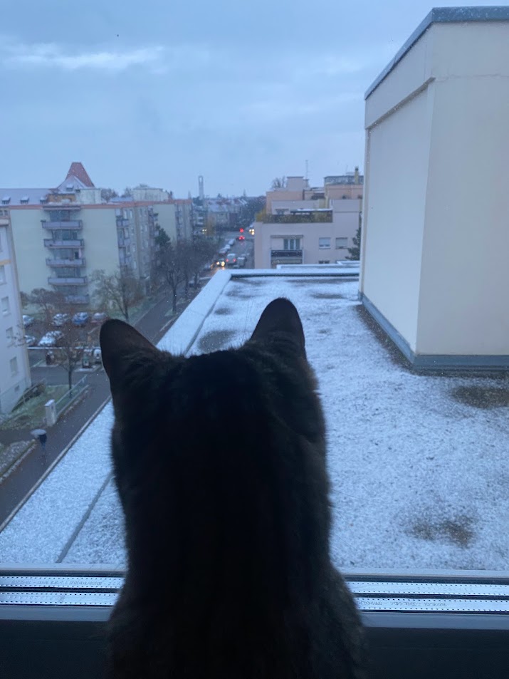 Toby qui contemple la neige