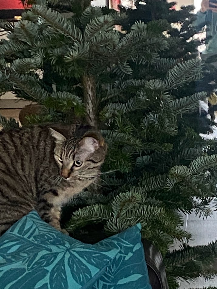 Toby qui contemple le sapin de noël